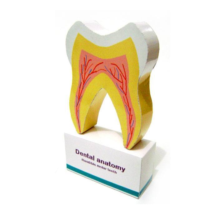 Бумажная модель Макет по анатомии зуба :: PAPER-MODELS.RU ...