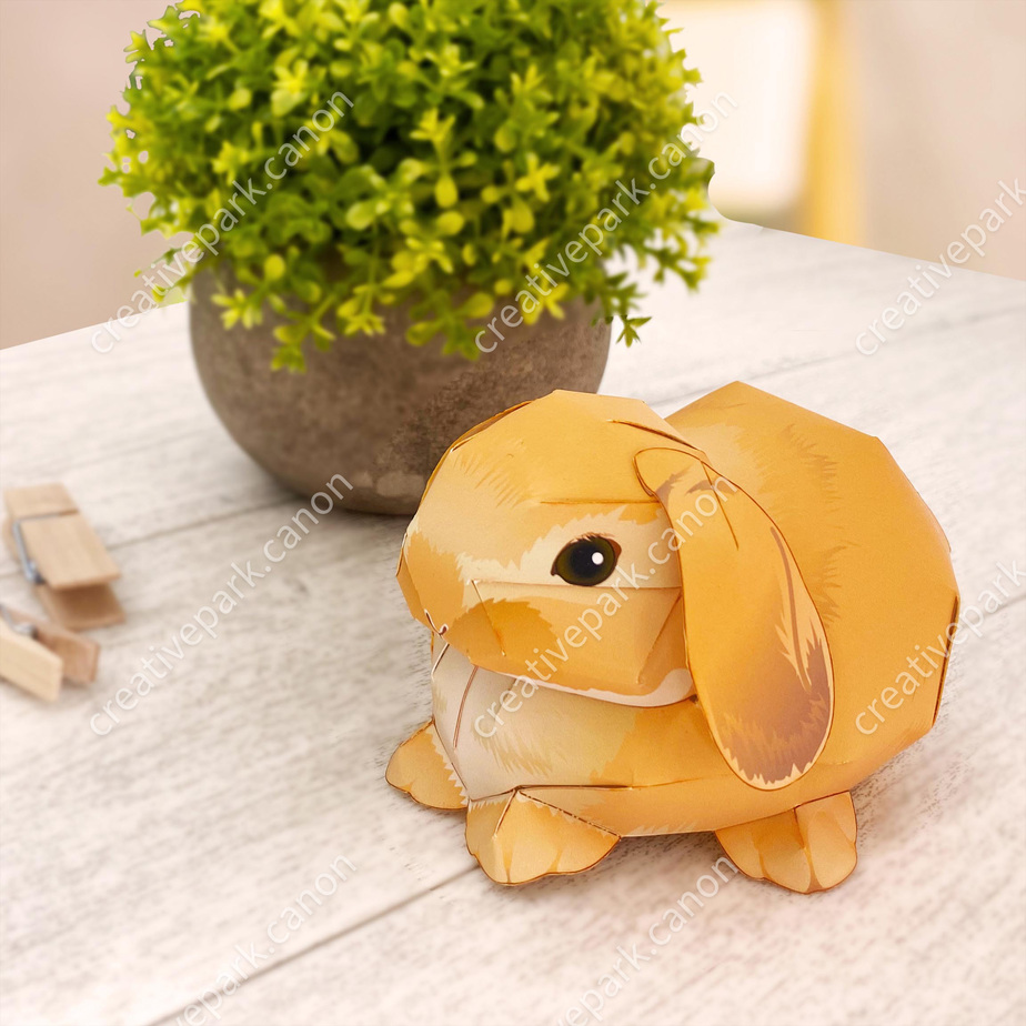 Голландский вислоухий кролик