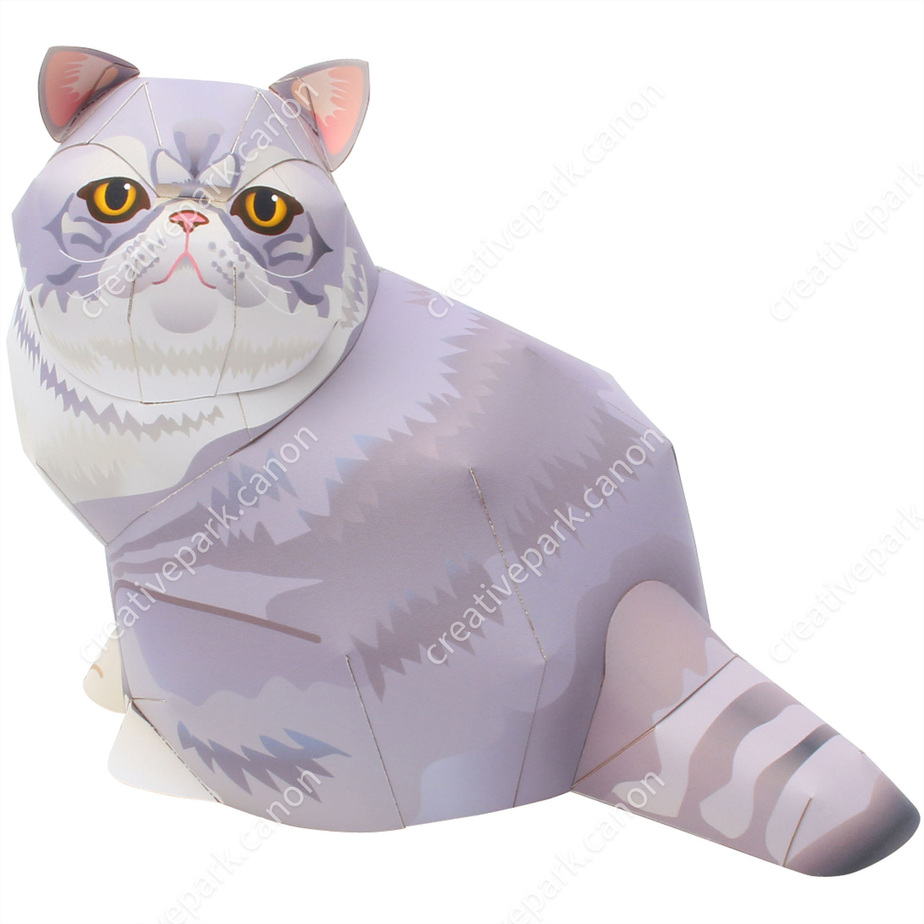Экзотическая короткошёрстная кошка