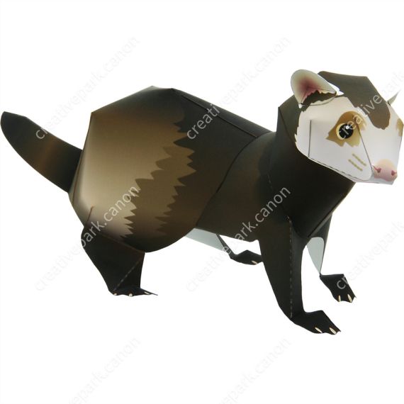 Хорёк
